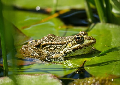 frog-g9928fbeff_1920.jpg